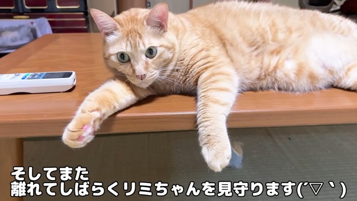 テーブルの上に乗る猫