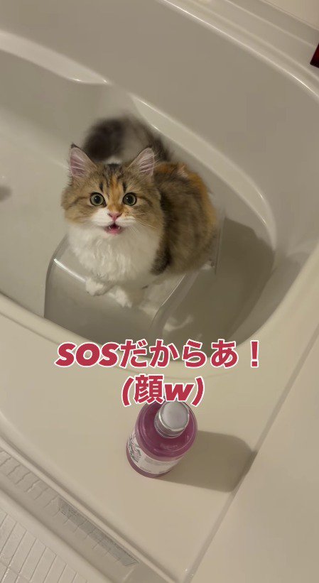 飼い主を見つめて鳴き声をあげる三毛猫