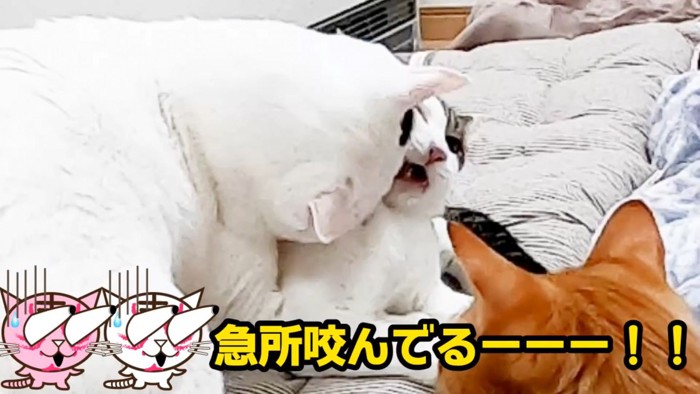 急所を噛む猫