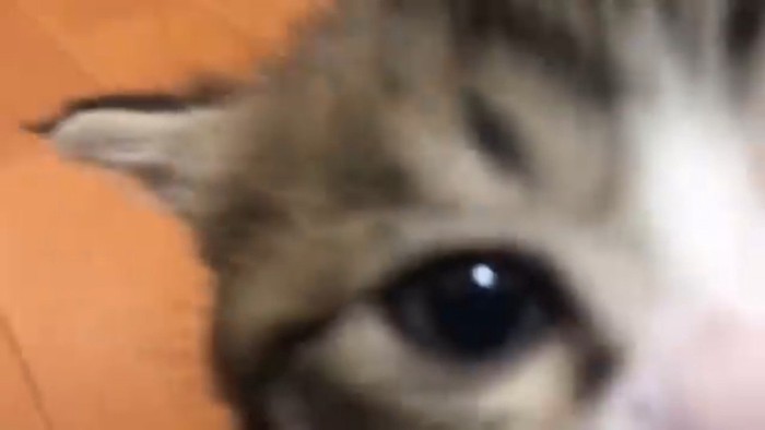 ドアップ(見切れ)
