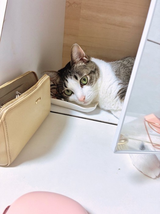 鏡の裏に寝転がって、飼い主を見つめる猫