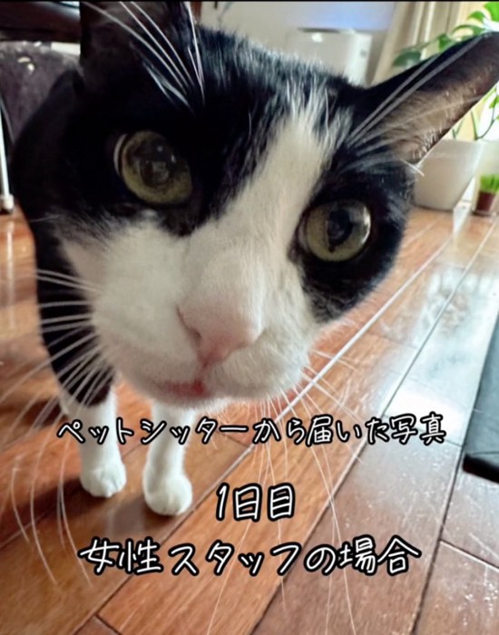 カメラに近寄る猫