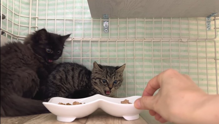 シャーするふたり