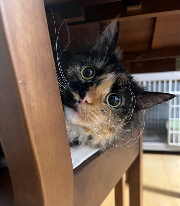 イスでくつろぐ猫