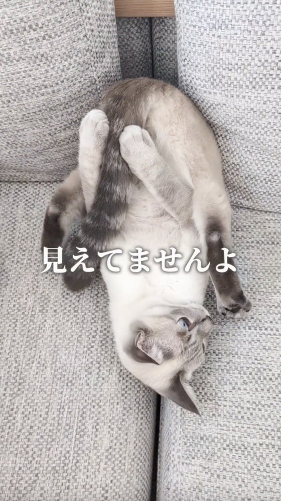 大事なところ隠しながら横を向く猫