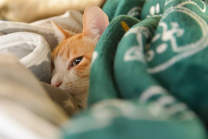 ベッドに入ってる猫