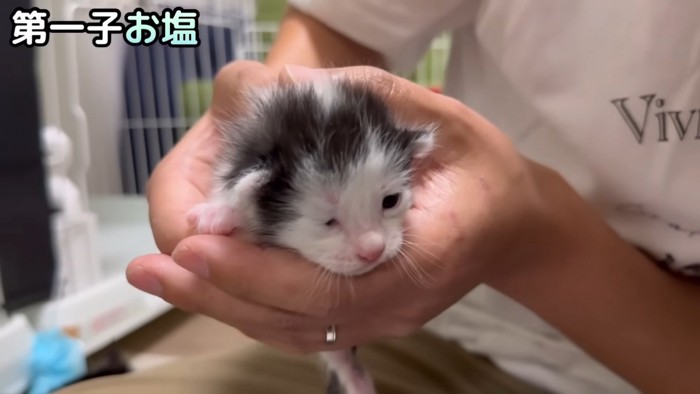 片目を瞑る子猫