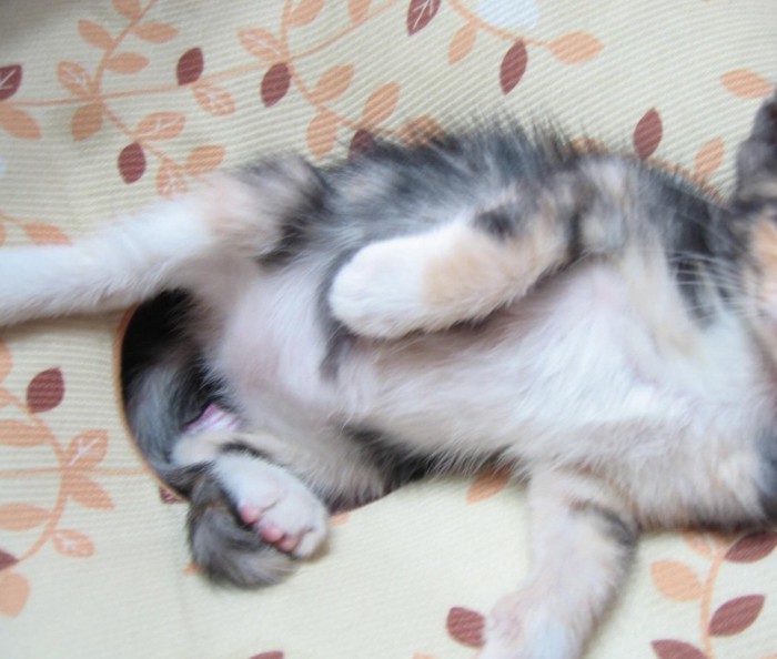 子猫の体