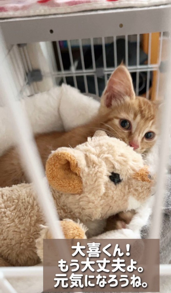 ぬいぐるみと子猫