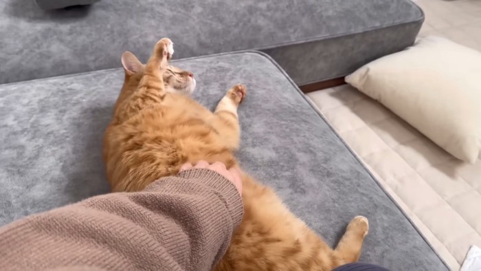 お腹をなでられる茶トラ猫
