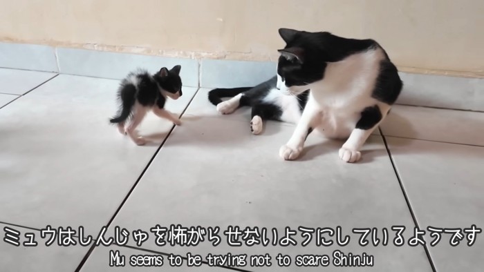 テロップ「ミュウはしんじゅを～」