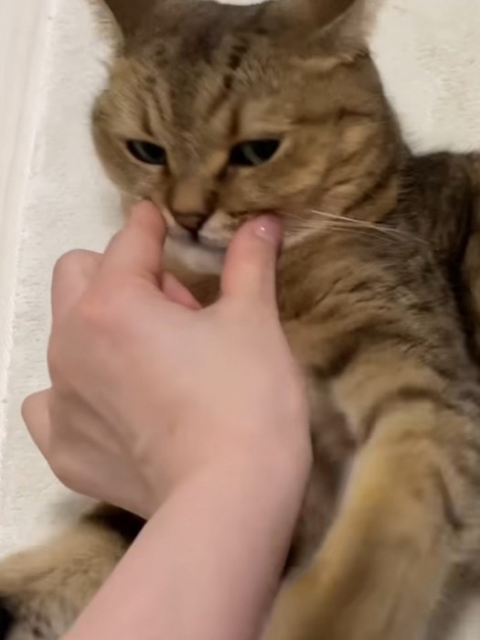 ひげ袋を触られるミヌエット