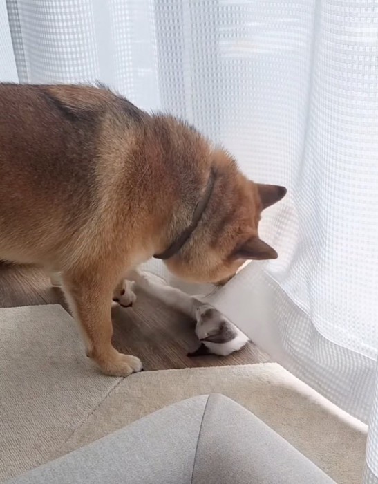 カーテン付近で遊ぶ子猫と柴犬