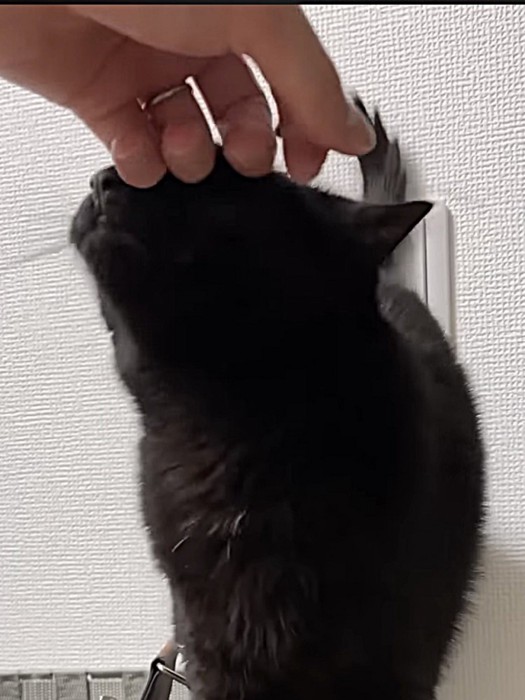 鼻の側をなでてもらっている猫