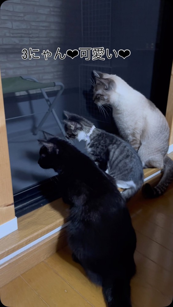 窓から下を覗き込んでいる3匹の猫