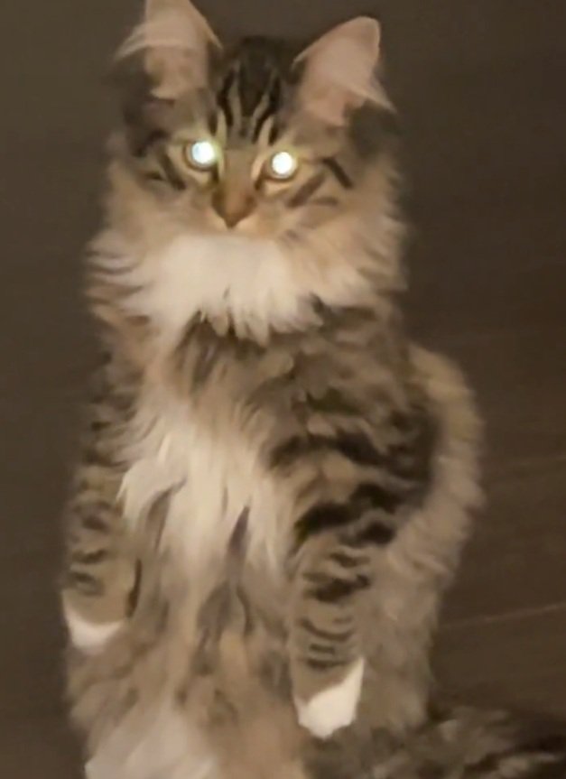 目を光らせる猫