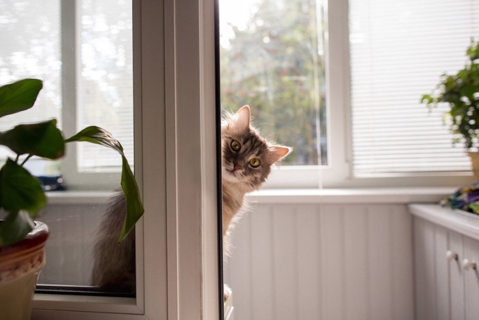 こっそりのぞく猫