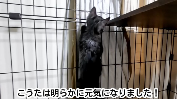 ケージをよじ登る猫