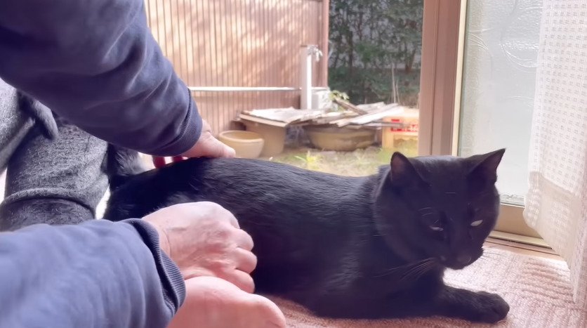 撫でられる黒猫