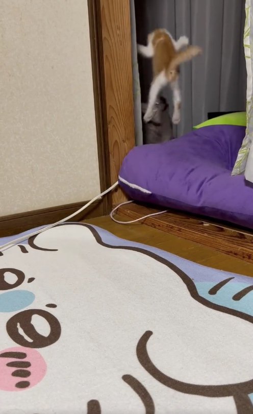 ジャンプしている子猫の後ろ姿