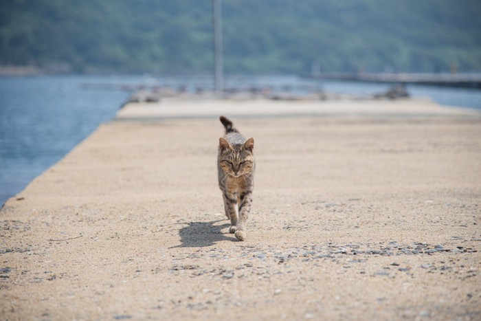 猫島の猫