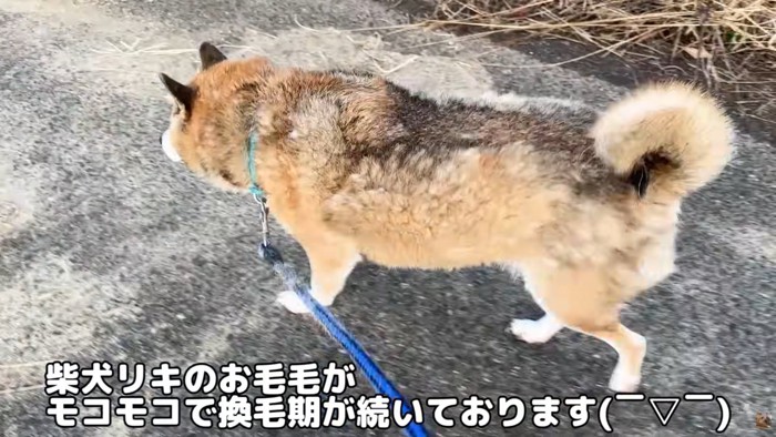 テロップ「柴犬リキの～」