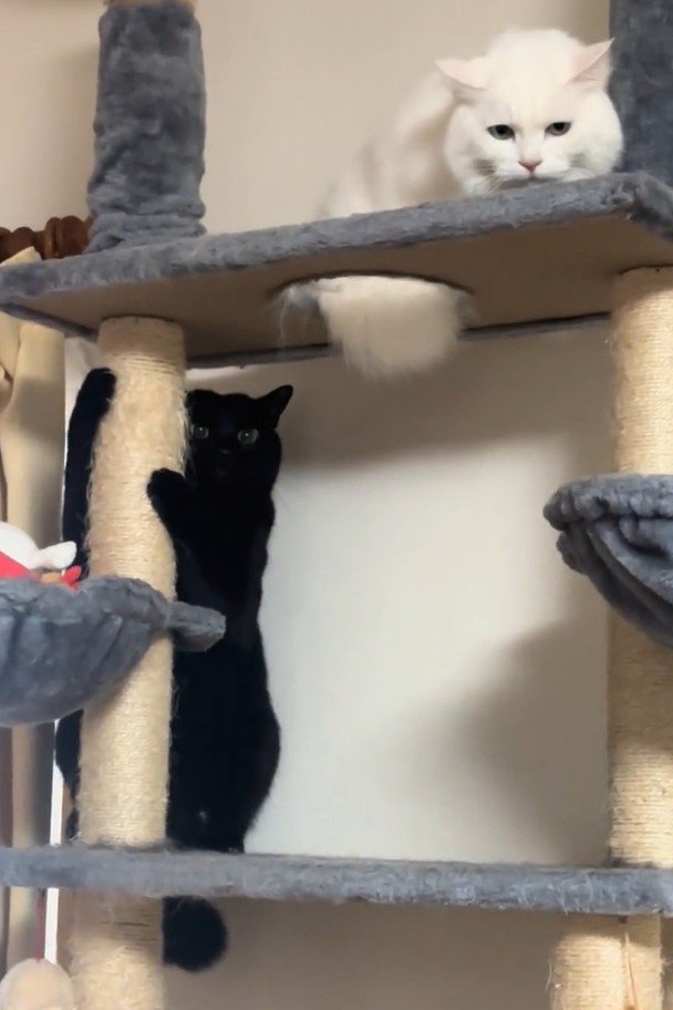 キャットタワーの上でじっと動かない2匹の猫