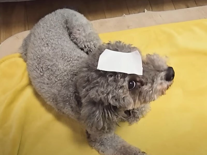 テープを貼られた犬