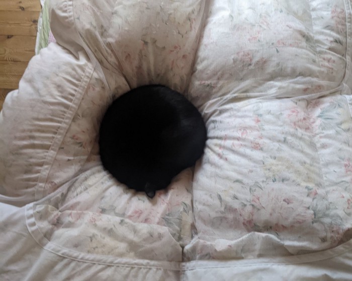 布団の上で眠る黒猫