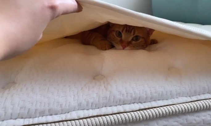 お布団をめくる手とお布団の中にいる猫