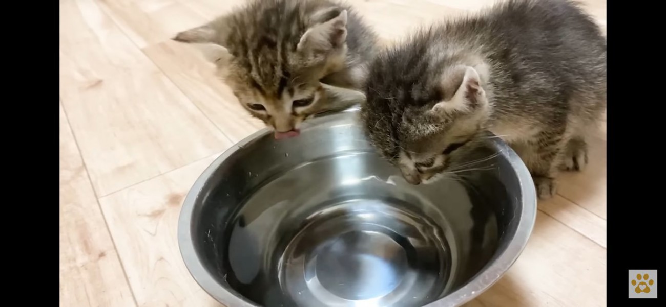 まだ水を飲む子猫