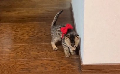 胴体にリボンをつけた子猫