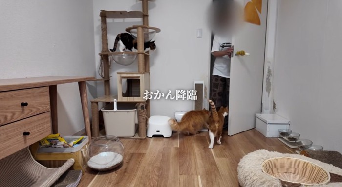 猫がいる部屋に入ってくる女性