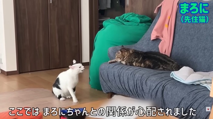 テロップ「ここではまろにちゃんとの～」