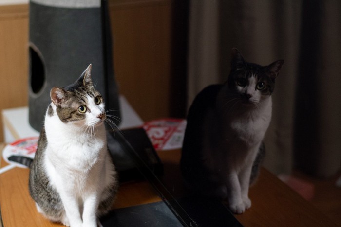 テレビの前で不思議そうな顔をする猫