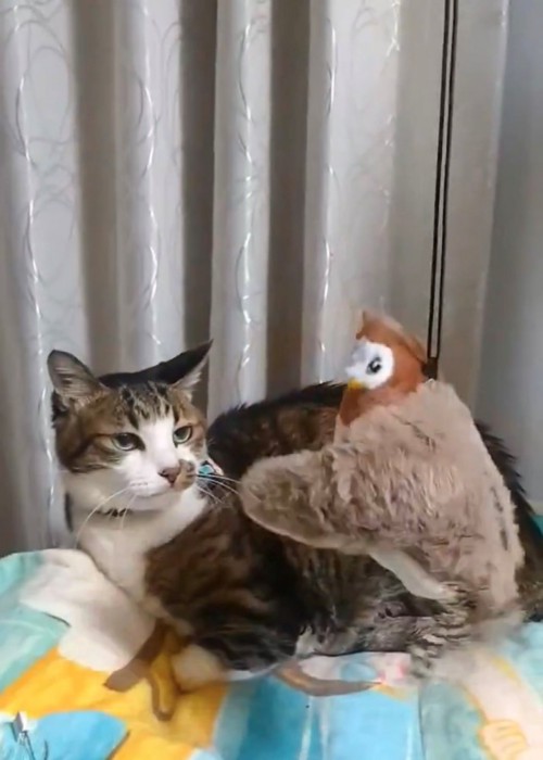 猫とすずめのおもちゃ