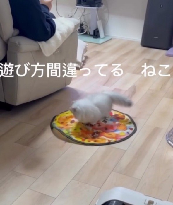 自動猫じゃらしの動きに合わせて回るミヌエット