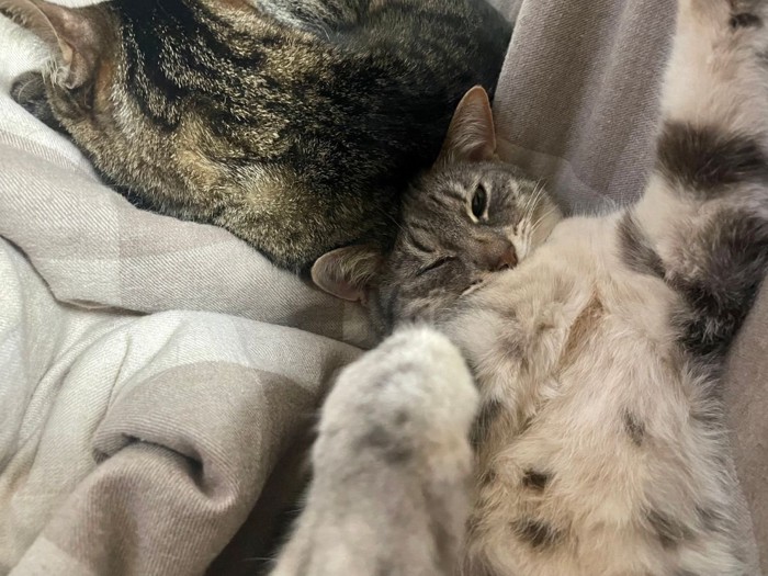 同居猫に頭を寄せてヘソ天する猫