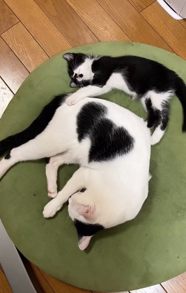 一緒に横になる2匹の猫