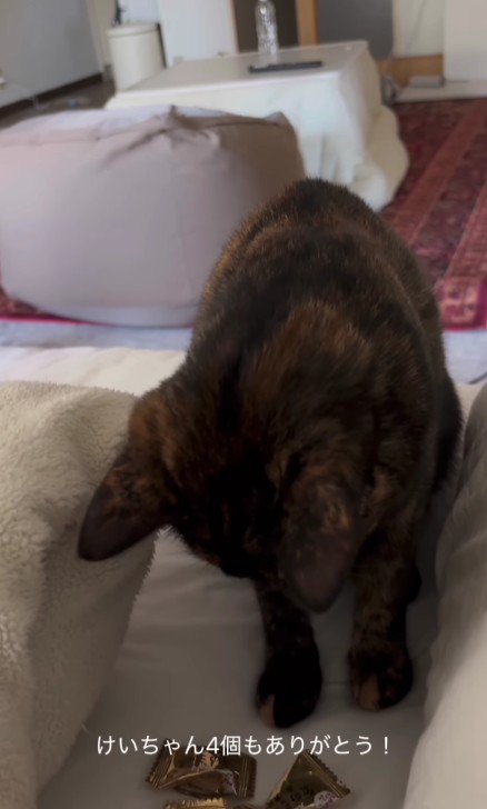 ベッドの上の猫