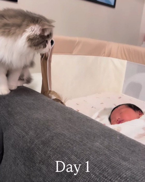 赤ちゃんを見る猫