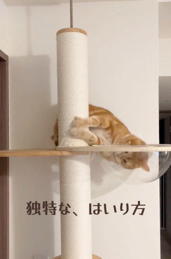 頭を入れる猫