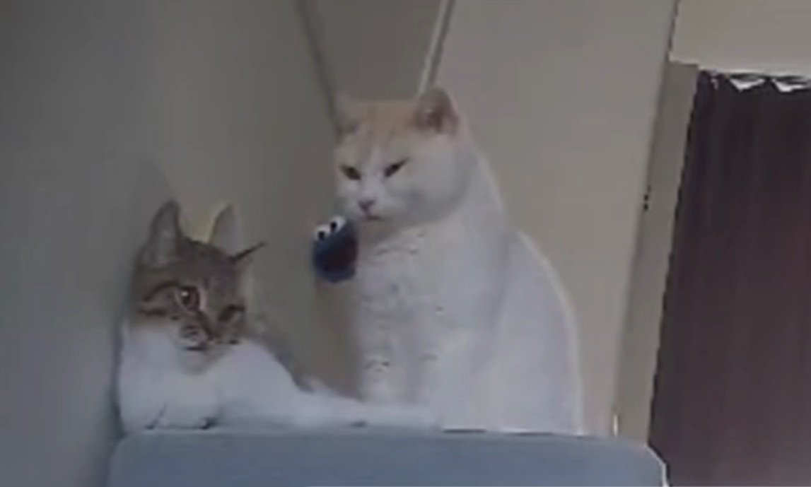 お留守番をする2匹の猫