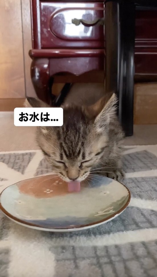 水を飲む猫