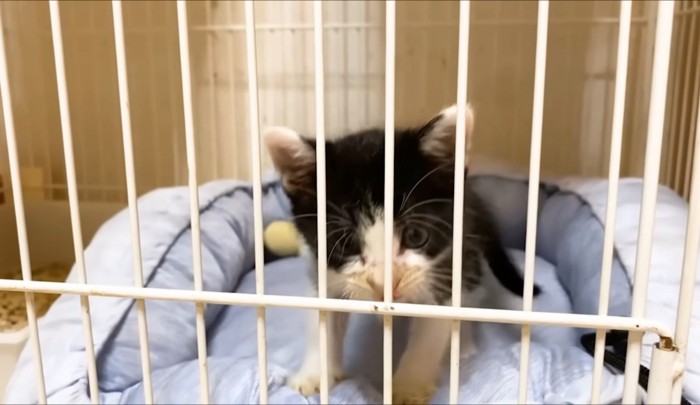 ケージから抜け出そうとする子猫