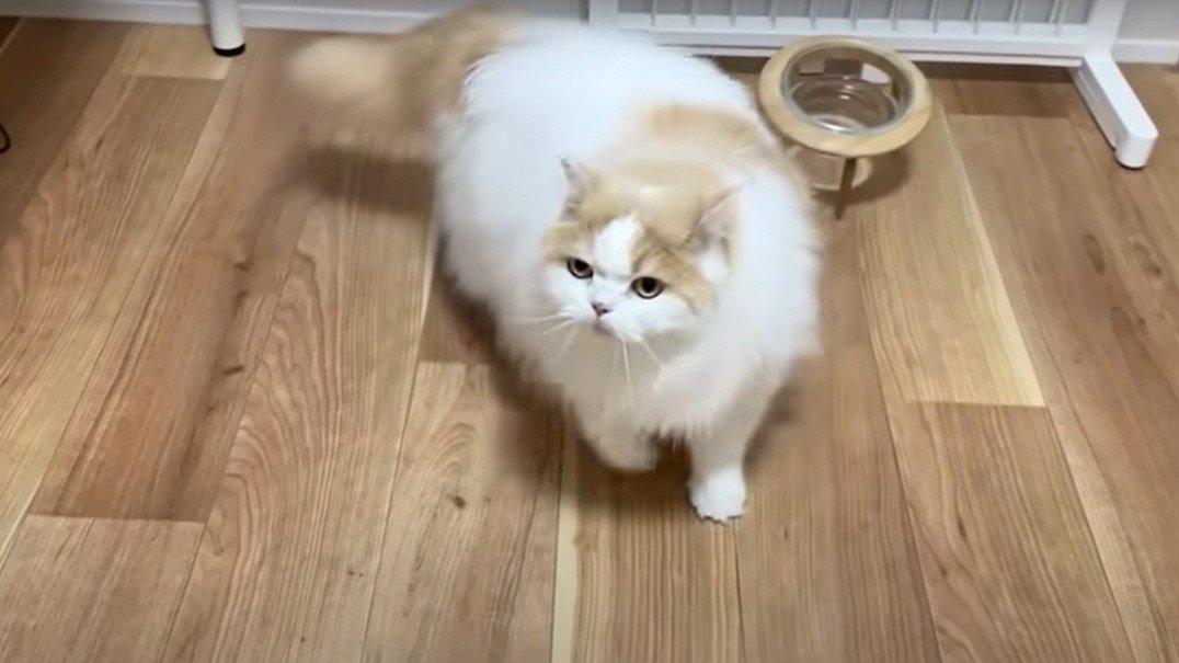 立ち上がる猫