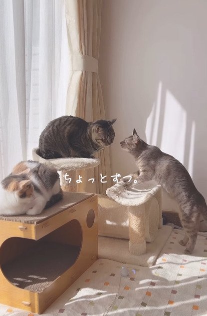 顔を近づける2匹の猫