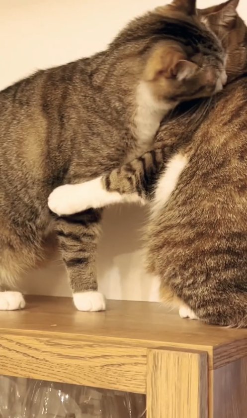 座っている猫の首をかじる猫