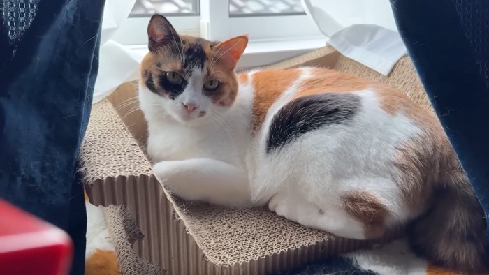 爪とぎベッドの上で