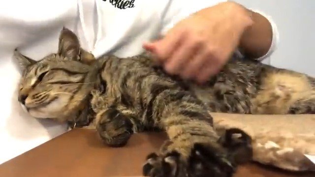 猫を撫でる男性